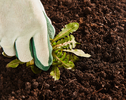Image of Hand Pulling a Weed