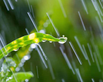 Image of Rain on Flower