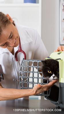 Vet coaxing cat out of his carrying case
