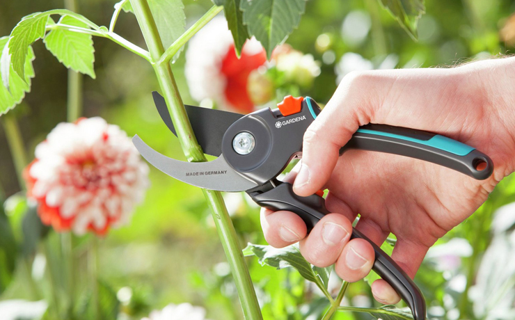 Flower being pruned with secateurs