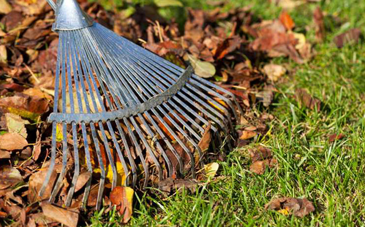 Leaves being raked together
