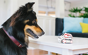 Lifestyle image of the Anki Cozmo robot looking at a dog.